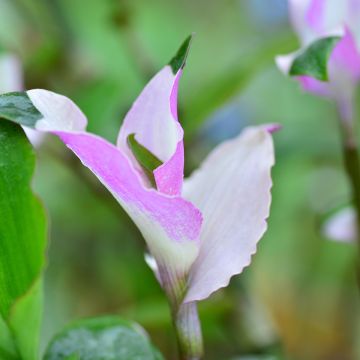 Tradescantia andersoniana Blushing Bride