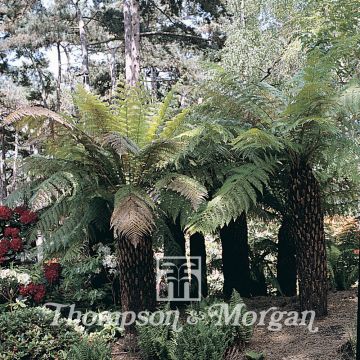 Tree Fern House & Garden Mixed