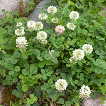 Trébol blanco enano - Trifolium repens