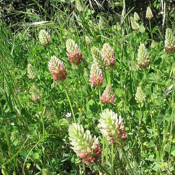 Bersín - Trifolium alexandrinum