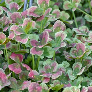 Trifolium Angel Clover Chocolate