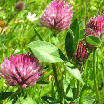 Trébol rojo (para 250 m²) - Trifolium pratense