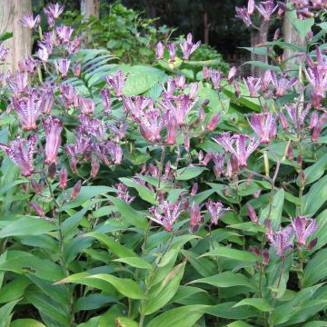 Tricyrtis hirta formosana Sinonome - Lirio sapo