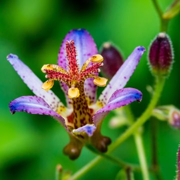 Tricyrtis Taipei Silk - Lirio sapo