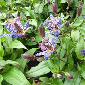 Tricyrtis formosana Dark Beauty - Lirio sapo