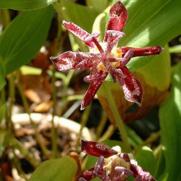 Tricyrtis hirta Raspberry Mousse - Lirio sapo