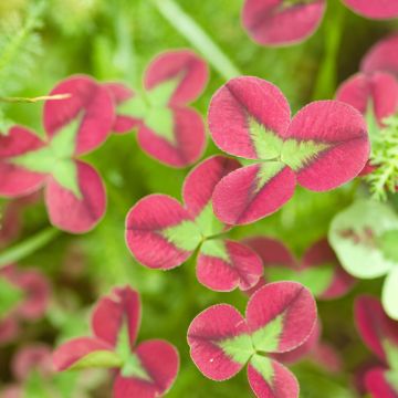 Trifolium repens Isabella - Trébol blanco