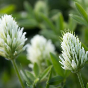 Trifolium ochroleucon