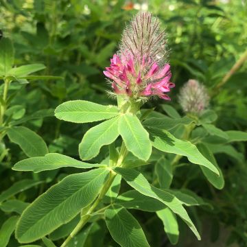 Trifolium rubens - Alfalfa roja