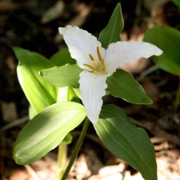 Trillium pusillum