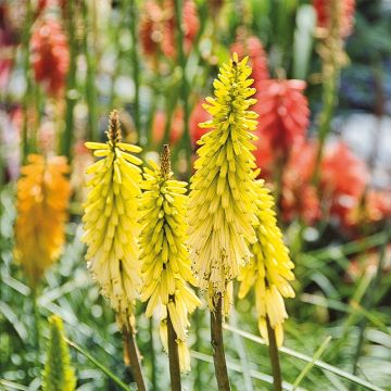 Kniphofia Lemon Popsicle