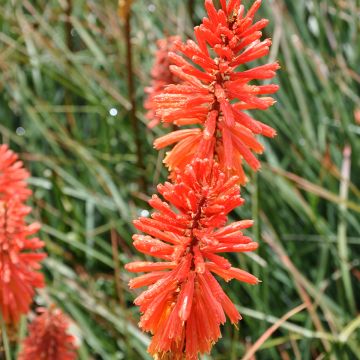 Kniphofia uvaria Nancy's Red