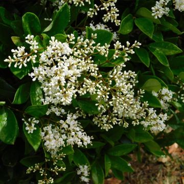 Aligustre del Japon - Ligustrum japonicum