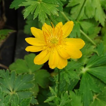 Trollius chinensis Golden Queen - Calderones