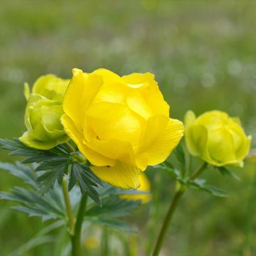 Trollius europaeus Lemon Supreme - Calderones