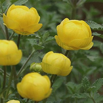 Trollius Lemon Queen - Calderones