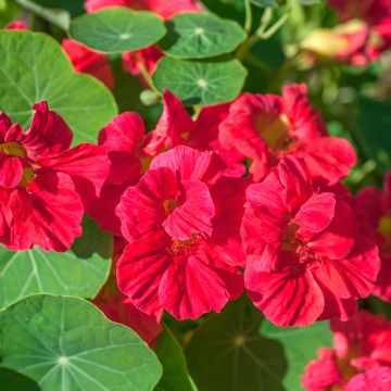 Capuchina Whirlybird Cherry Rose