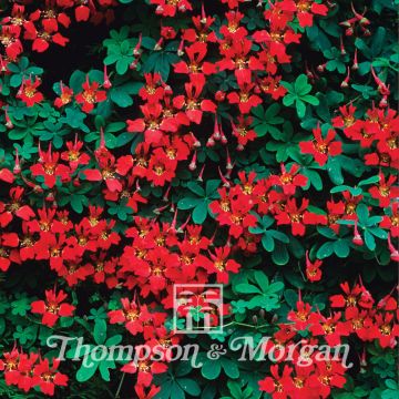 Capuchina - Tropaeolum speciosum