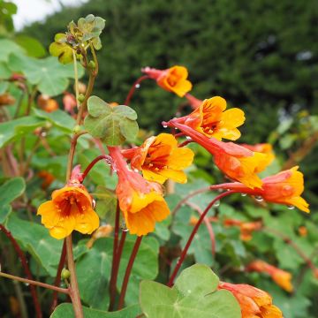 Capuchina tuberosa - Tropaeolum tuberosum