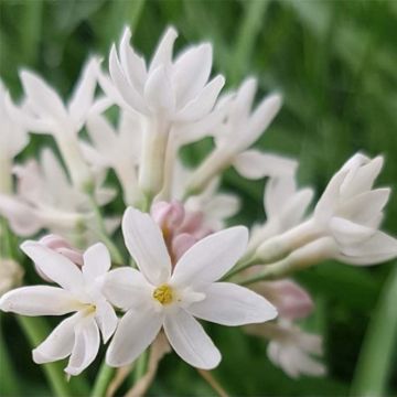 Tulbaghia violacea Pearl - Ajo social