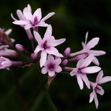 Tulbaghia violacea Purple Eye - Ajo social