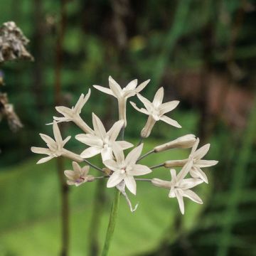 Tulbaghia fragrans Alba - Ajo social