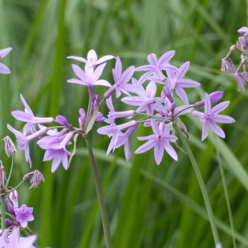 Tulbaghia violacea - Ajo social