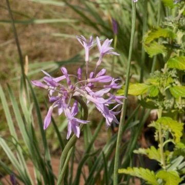 Tulbaghia violacea Silver Lace - Ajo social