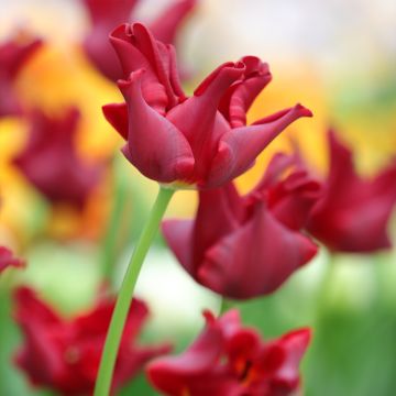 Tulipán Red Dress