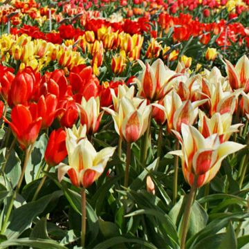 Tulipa greigii Mix - Tulipán Greigii