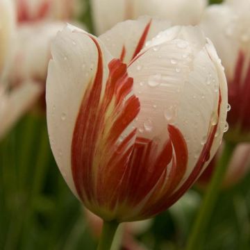 Tulipán Triunfo Carnaval De Rio