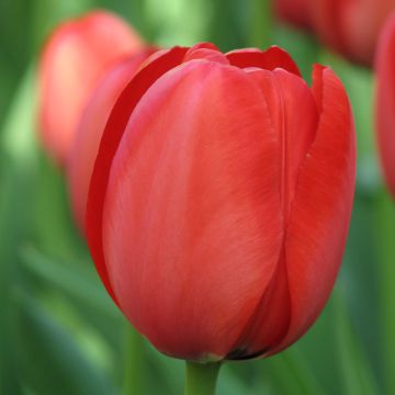 Tulipán híbrido Darwin Apeldoorn