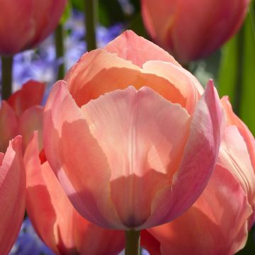 Tulipán híbrido Darwin Mystic Van Eijk