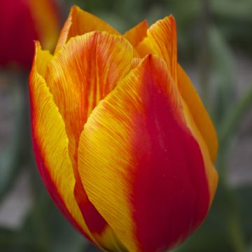 Tulipán simple de flor temprana Flair