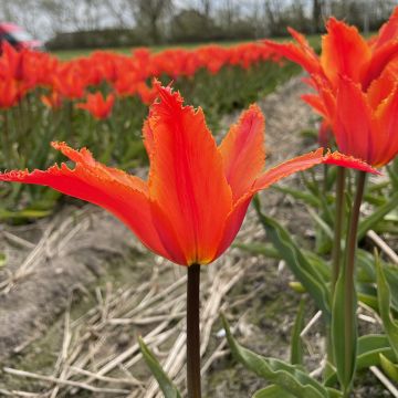 Tulipán flor de lis Alexandrine