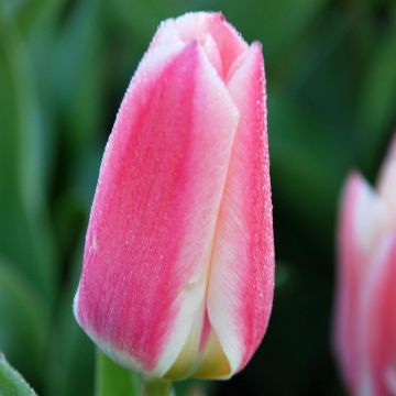 Tulipán Fosteriana Rosy Dream