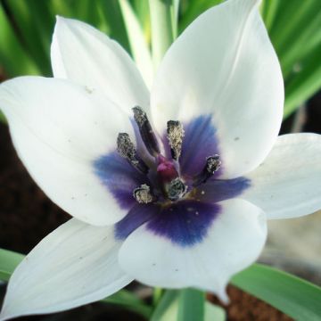 Tulipa humilis Albocaerula Oculata