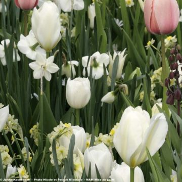 Tulipán Triunfo Inzell