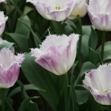 Tulipán dentado Oviedo