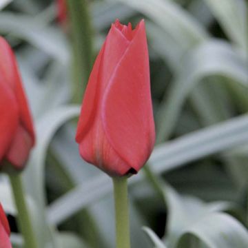 Tulipa batalinii Red Hunter