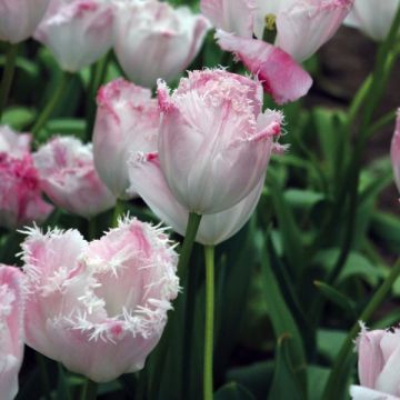 Tulipán dentado Santander