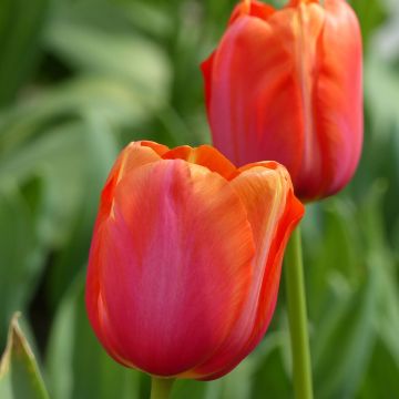 Tulipán simple de flor tardía Avignon