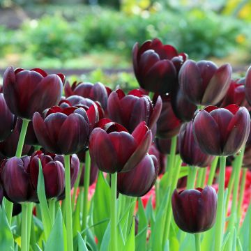 Tulipán Triunfo Black Jack