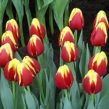 Tulipán Triunfo Denmark