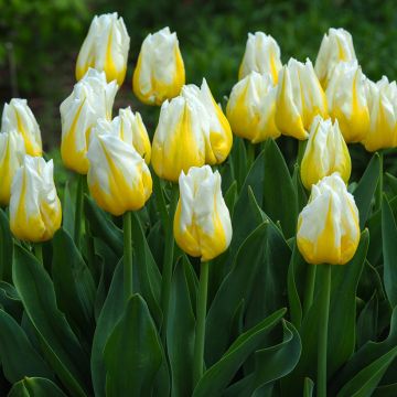 Tulipe Triomphe Flaming Agrass