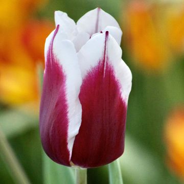 Tulipe Triomphe Spitsbergen