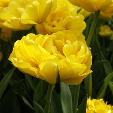 Tulipa  Yellow Pomponette - Tulip