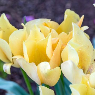 Tulipa batalinii Bright Gem