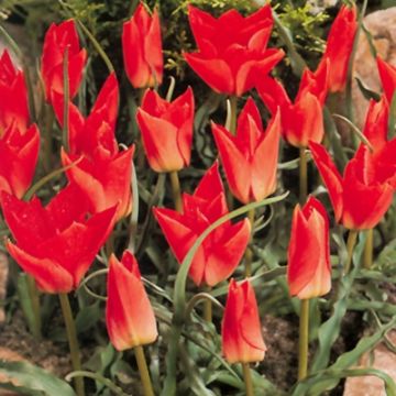 Tulipa batalinii Red Gem