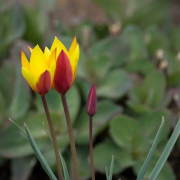 Tulipa clusiana var. chrysantha Tubergen's Gem